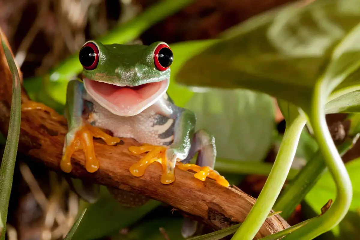 Frog Poop: Everything You’ve Ever Wanted to Know